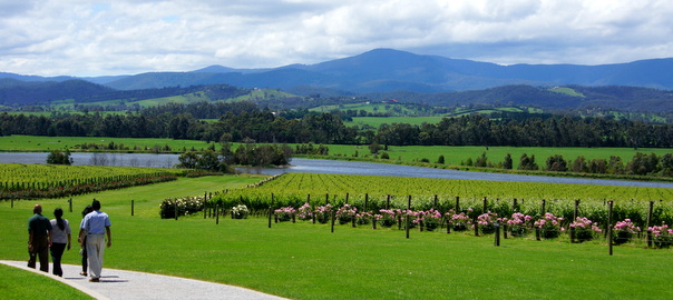 Wine tour to premium Yarra Valley winery - Domaine Chandon